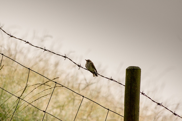 Spotted Flycatcher juvenile