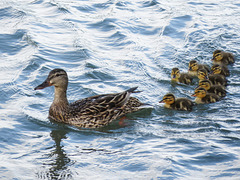 Mallard family swimming on the river