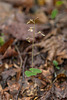 Neottia smallii (Appalachian Twayblade orchid, Kidney-leaf Twayblade orchid)