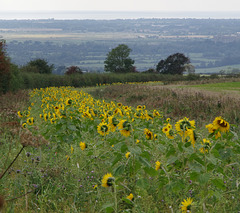 A Slew of Sunflowers