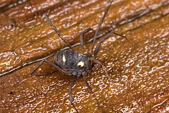 IMG 2578 Harvestmanv2