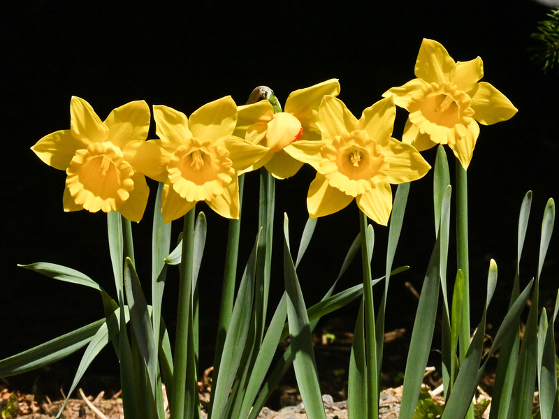 gdn daffs DSC 2787