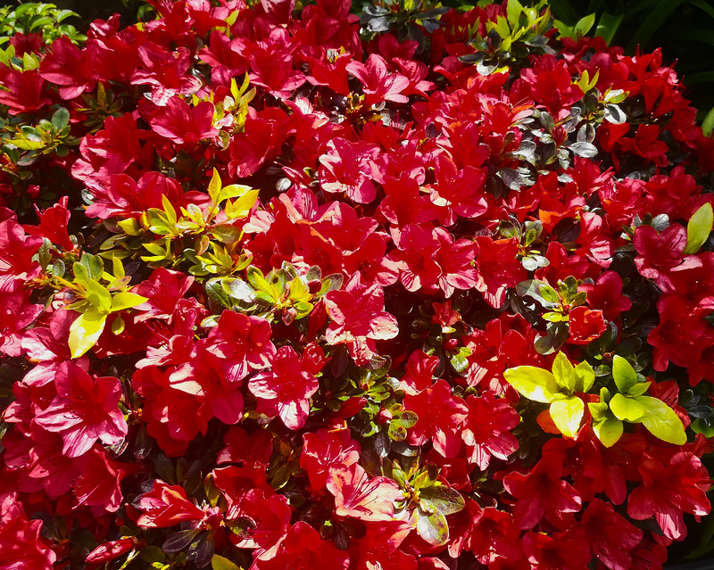 Mum's azalea again