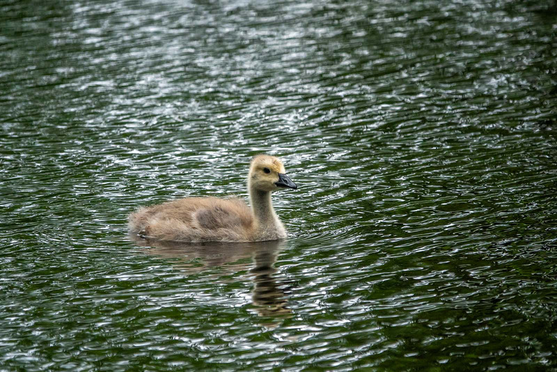 Canada goose gosling