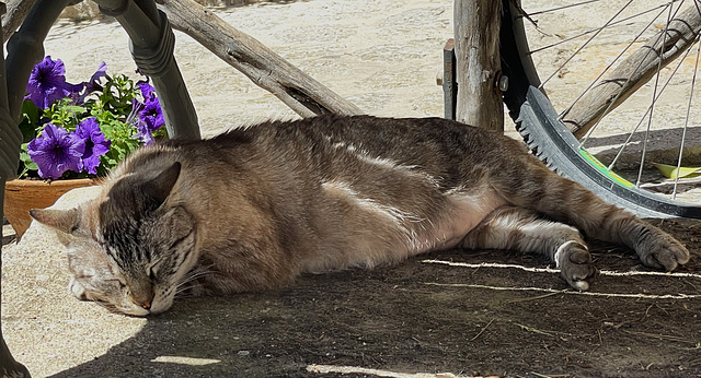 Valldemossa cat