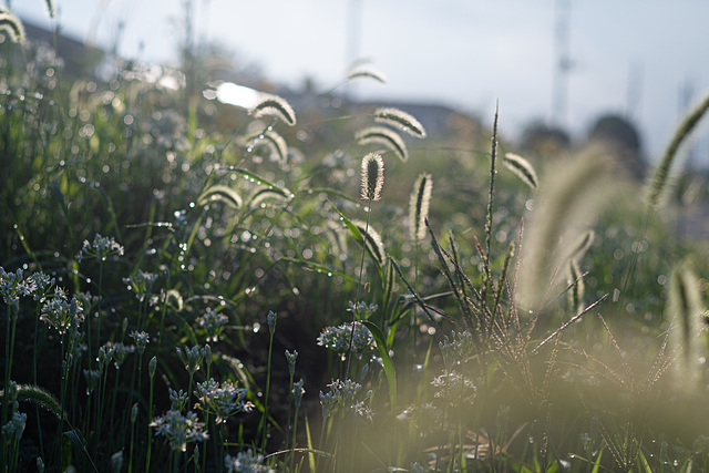 Bristle grass