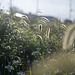 Bristle grass