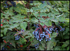 Mahonia aquifolium