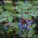 Mahonia aquifolium