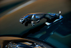 Jaguar im Sprung