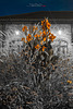 Flambée nocture IMGP9630