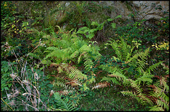 Dryopteris filix-mas- Fougères mâles