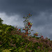 Rowan Berries