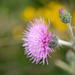 DSCF7870