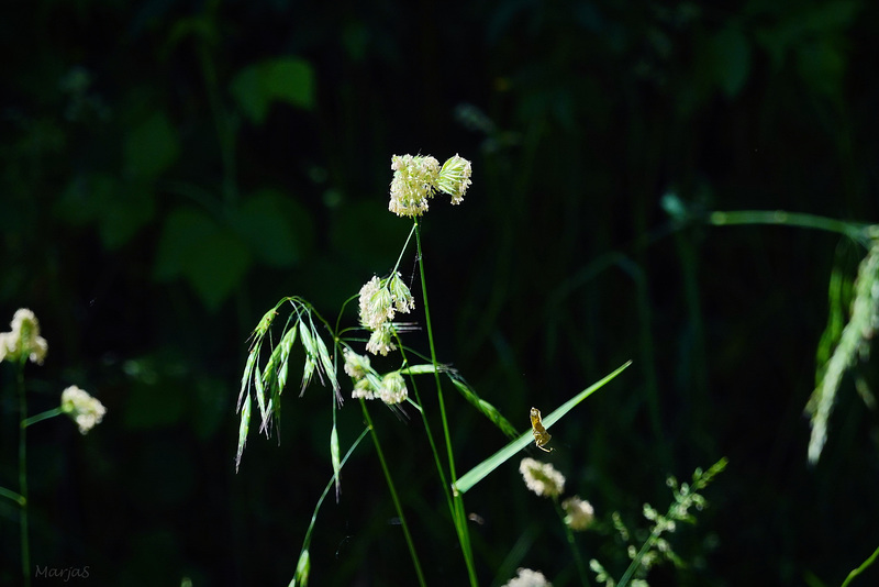 Bloemetjes