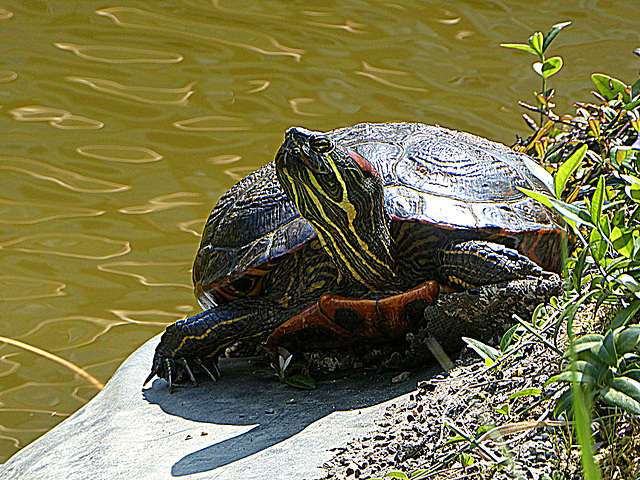 Roodwangschildpad