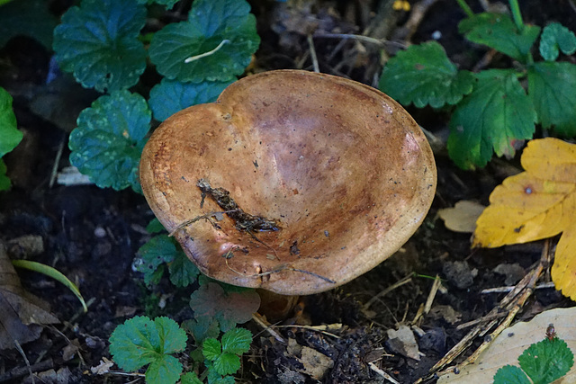 Gro0er Pilz am Odersee II