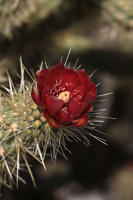 Wolf's Cholla Flower