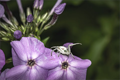 Krabbenspinne auf Pflox-Blüte