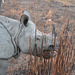 Asian one-horned rhino (wild)