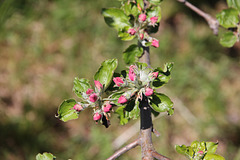 Apfelblüte - fleur de pommier - apple blossom