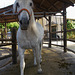 White horse exercising at Jerez