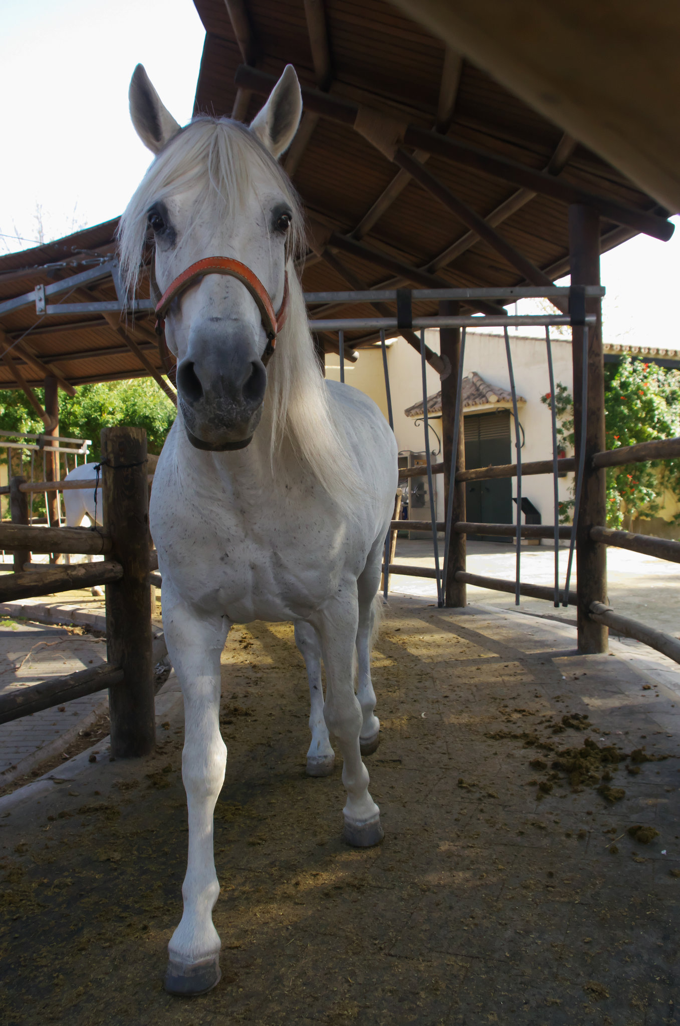 White horse exercising at Jerez