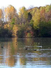 Le petit étang et ses reflets
