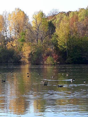 Le petit étang et ses reflets