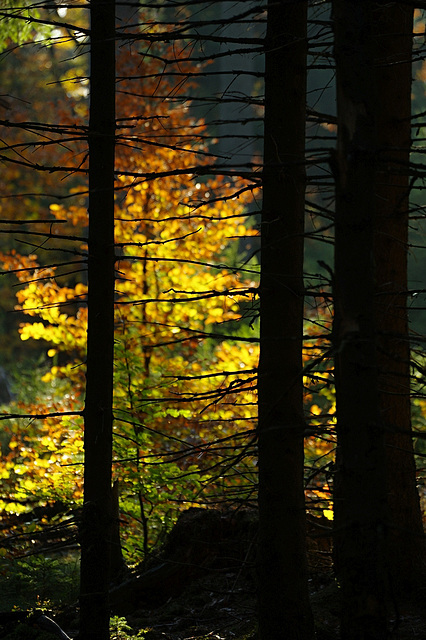 Hinter Gittern