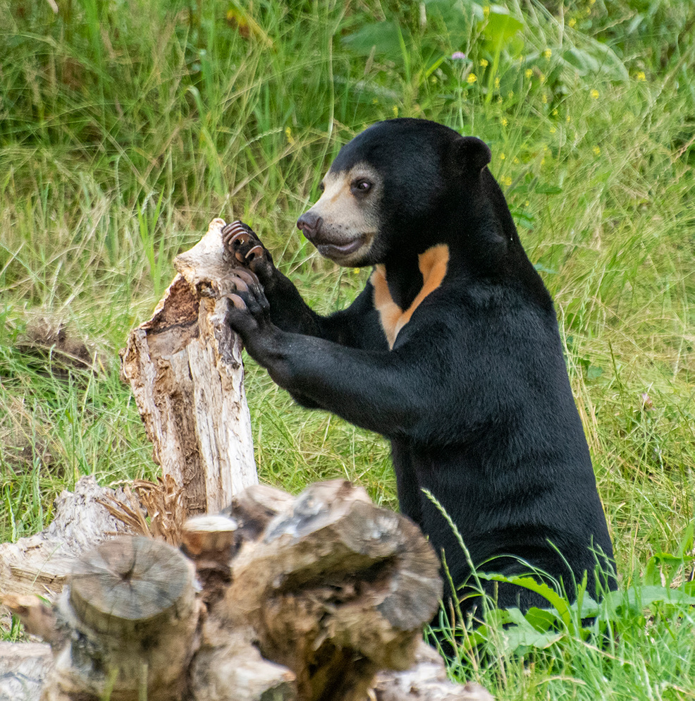 Sun bear