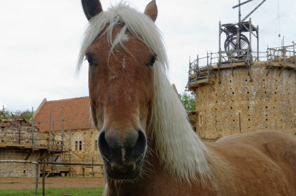 Haflinger moyenâgeux