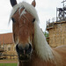 Haflinger moyenâgeux