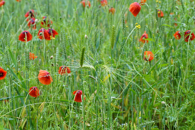 Gerste und Mohn