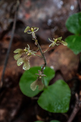 Neottia smallii (Appalachian Twayblade orchid, Kidney-leaf Twayblade orchid)