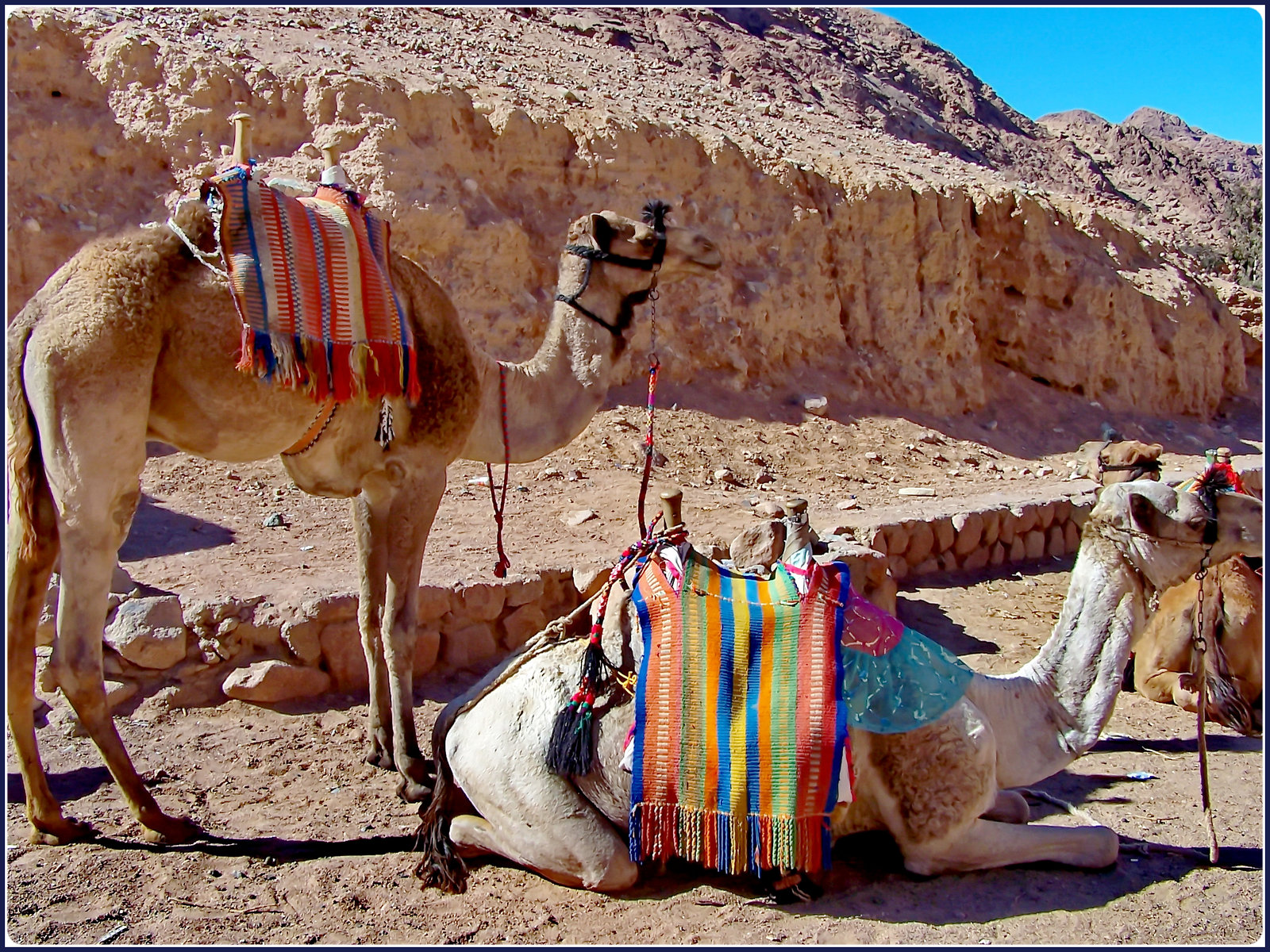 SINAI : ancora 1500 mt. da fare a piedi oppure sul dromedario per arrivare al monastero