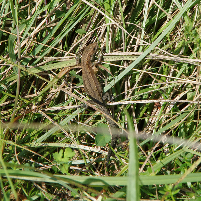 Common lizard