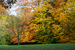 Manor Park Beeches