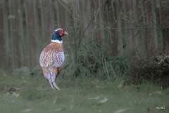Cock Pheasant in the gloom
