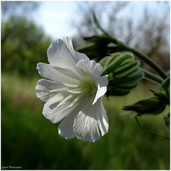 Compagnon Blanc ...