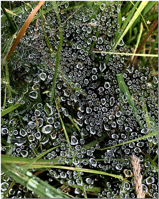 Spider's Web