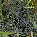 Spider's Web