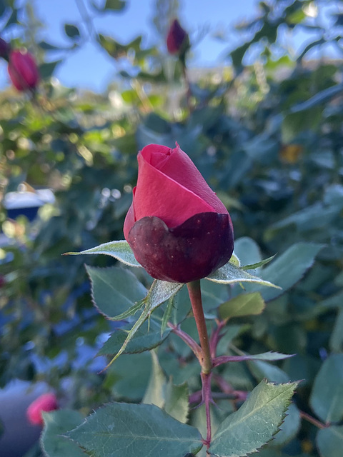 A rose bud