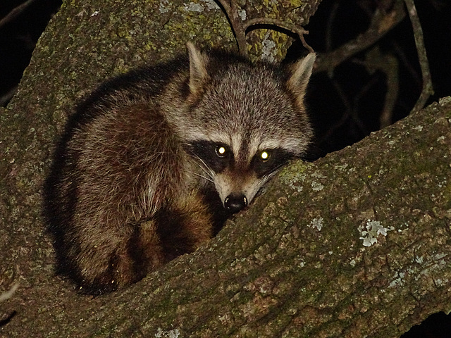 Mama had just gone off and left Baby ! So Baby curled up in the tree !