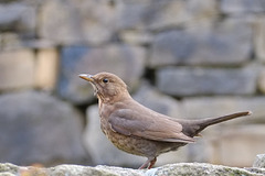 Blackbird (female)