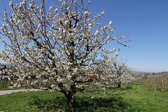 Kirschblüte