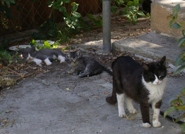 Feral cat family (1709)