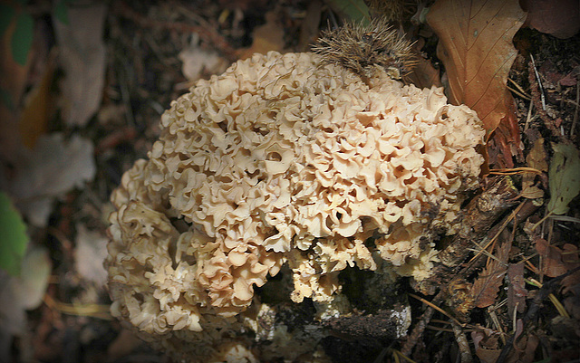 Jeter l'eponge