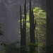 Redwood Snags in the Fog