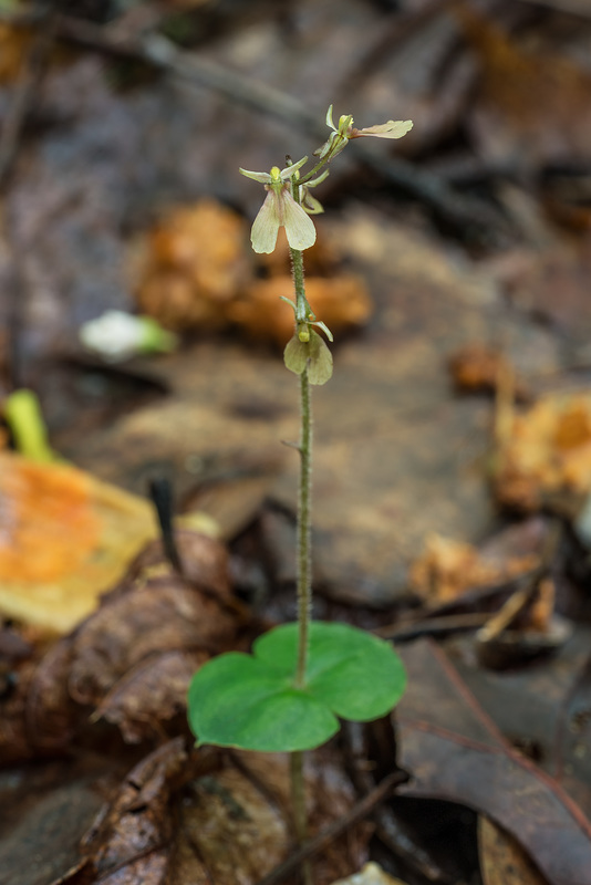 Neottia smallii (Appalachian Twayblade orchid, Kidney-leaf Twayblade orchid)